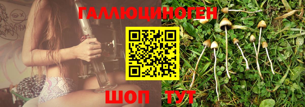 Псилоцибиновые грибы Psilocybine cubensis Дербент